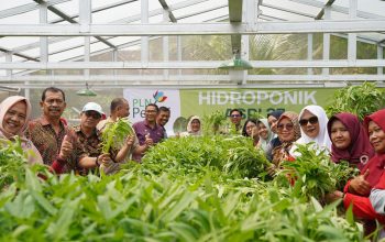Dukung Ketahanan Pangan Lokal, PLN Peduli Sukseskan Panen Perdana Sayuran Hidroponik