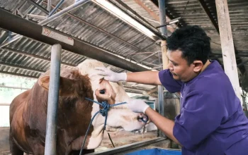 Pemkot Depok Imbau Warga Teliti Pilih Hewan Kurban