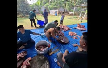 Qonita Lutfiyah Kurban 11 Sapi