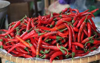 Urban Farming, Pemkot Siap Distribusikan Bibit Cabai ke Tingkat  RT