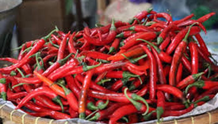 Urban Farming, Pemkot Siap Distribusikan Bibit Cabai ke Tingkat  RT