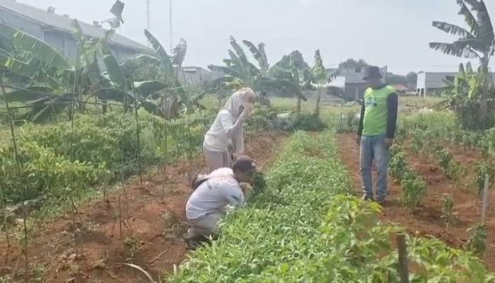 Warga Sukatani Jadikan Lahan Tidur sebagai Ladang, Yeti Wulandar: Selaras Program Presiden Prabowo