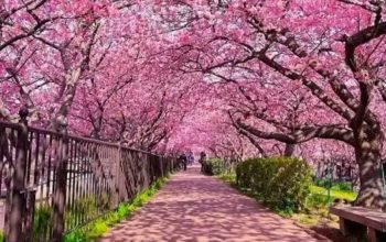 Pemkot Depok Bakal Buat Margonda Mirip di Jepang